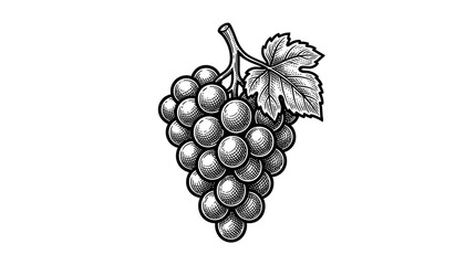 Obraz premium Bunch of grapes with leaf engraving style illustration.