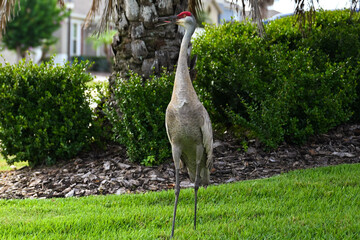 Sandhill Crane Posing © Todd