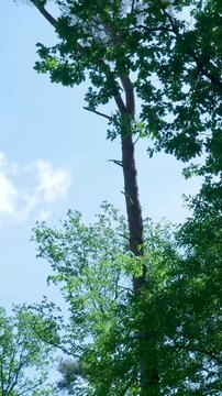 Low angle tilting shot of green forest trees from below