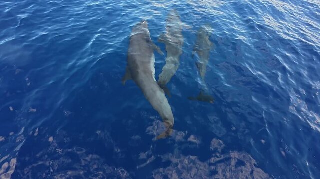 Dolphin swimming in the deep blue ocean water