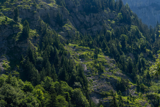 Bewaldeter Berghang in den Schweizer Alpen
