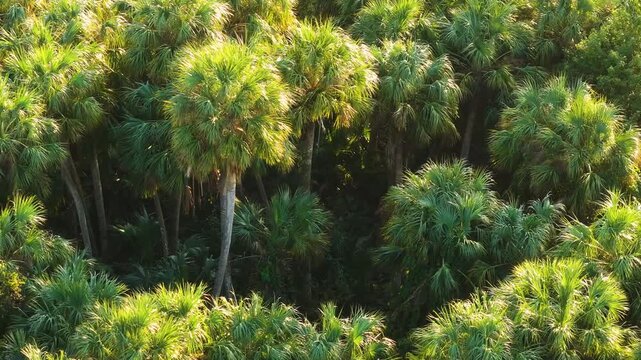 Florida subtropical jungles with green palm trees and wild vegetation in southern USA. Dense rainforest ecosystem