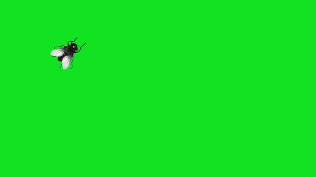 Three flies walking on a green screen background, seamless loop