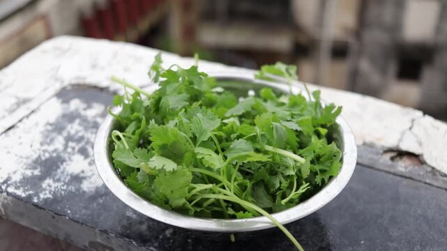 fresh green coriander leaves in steel bowl close up day light
