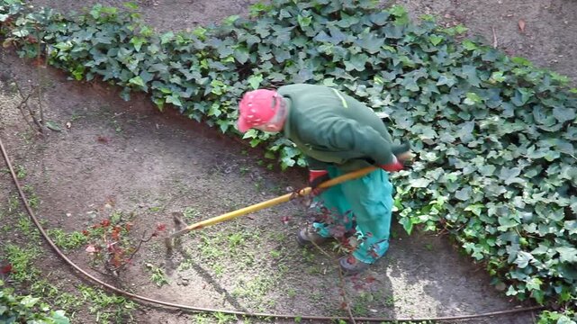 Jardinero con rastrillo removiendo tierra en labor de mantenimiento escardar, airear, nivelar, desherbar y desterronar arena de suelo con uniforme de trabajo en jard&iacute;n