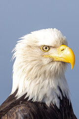 Close-Up Portrait of an Adult Mature Bald Eagle Head Shot, Homer Spit, Alaska © htrnr