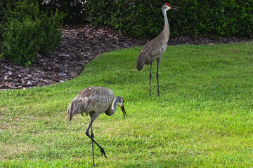 Sand Cranes Foraging  © Todd