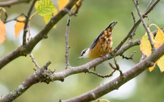 Eurasian nuthatch on the branch