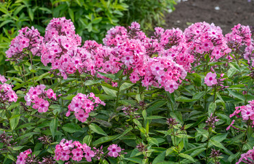 Obraz premium Phlox in the garden