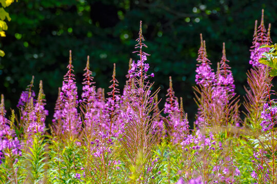 fireweed in full bloom. floral background with purple herb near the forest. willowherb closeup photo on a sunny day