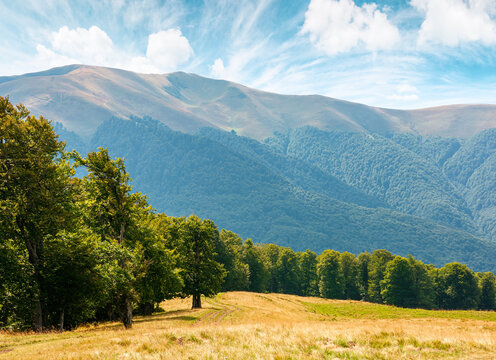 carpathian mountain landscape in summer. primeval beech forest on the grassy hill. wonderful scenery of ukrainian highlands. pristine ecosystem of europe. alpine environment on a sunny day