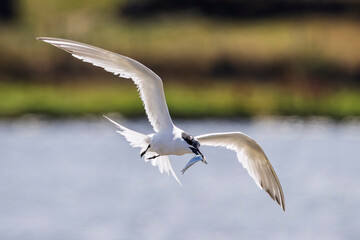 Fototapeta premium Close up of a Sandwich Tern with sand eel in beak flying over nesting colony at Cemlyn Nature Reserve, Anglesey, Wales in July 2026
