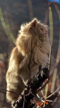 Majestic fluffy Persian cat standing on a tree branch outdoors in nature