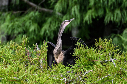 black crowned night heron