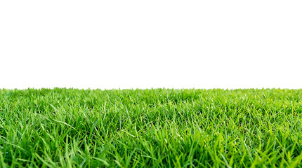 Obraz premium grass field with vibrant green blades under a clear sky featuring nature, outdoor, landscape