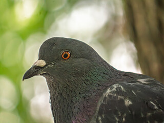 Close up profile portrait of a grey pigeon with an orange eye and iridescent neck feathers against a blurred green bokeh background. © LemPro Filming Life