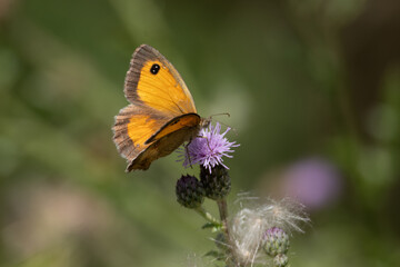 Fototapeta premium butterfly on flower