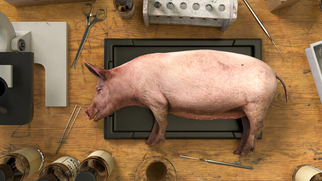 Pig lying on its side on a black tray, surrounded by lab tools and chemical bottles on a wooden workbench.