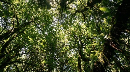 Fototapeta premium Low angle view looking up at a dense lush green forest canopy with sunlight filtering through mossy branches and ferns.