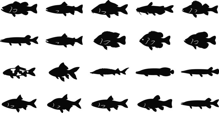 Freshwater fish species vector icons set with black solid silhouettes