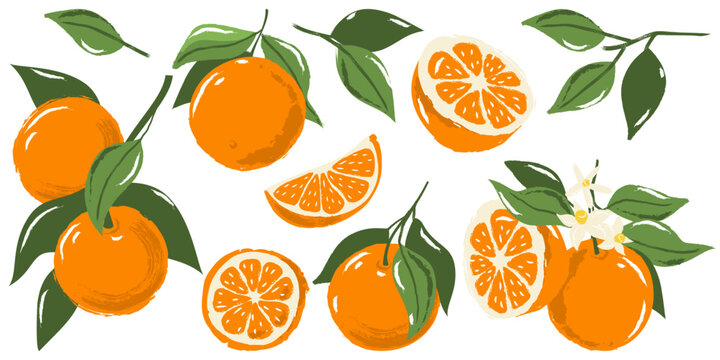 Vector watercolor orange fruits set. Hand drawn tangerines citrus illustration. Trendy vintage isolated design elements