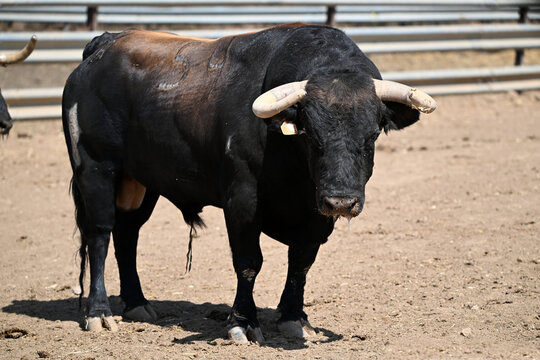 a powerful bull running in the bullring in a traditional spectacle of bullfight in spai
