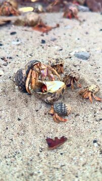 Hermit crabs on Klein Cura&ccedil;ao beach changing shells