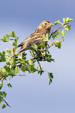 A heavily streaked Corn Bunting Emberiza calandra perches on a thorny branch. The vertical framing and bright blue sky background provide natural copy space for wildlife themes.
