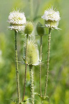 Close-up of wild teasel plants with fluffy white flowering heads and spiky green seed heads rising on tall stems in a sunlit green summer meadow.
