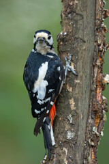 Samiec dzięcioła dużego (Dendrocopos major) na pniu drzewa © Grzegorz