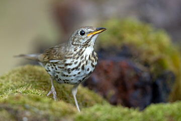 Śpiewak zwyczajny (Turdus philomelos) z nakrapianą piersią na mchu © Grzegorz