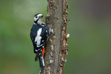 Samiec dzięcioła dużego (Dendrocopos major) na pniu drzewa © Grzegorz