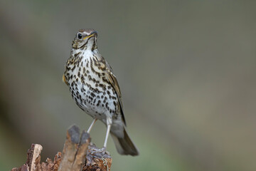 Śpiewak zwyczajny (Turdus philomelos) na starym pniu drzewa © Grzegorz