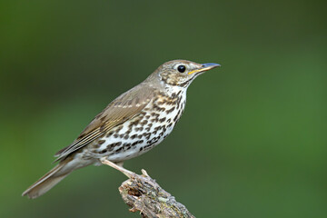 Śpiewak zwyczajny (Turdus philomelos) na starym pniu drzewa © Grzegorz