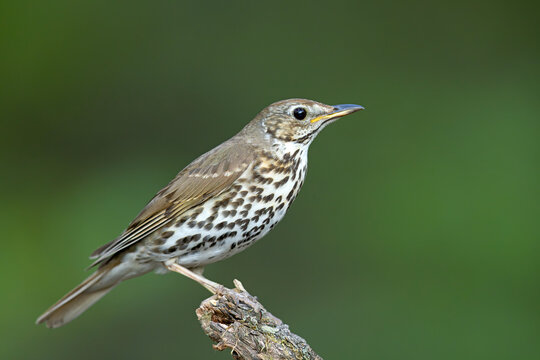 Śpiewak zwyczajny (Turdus philomelos) na starym pniu drzewa