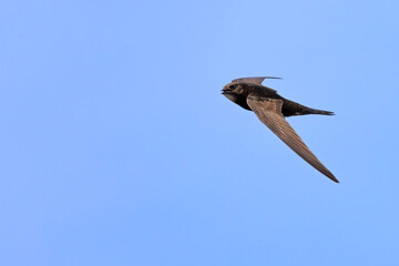 Jerzyk (Apus apus) © Grzegorz