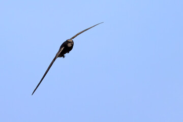 Jerzyk (Apus apus) © Grzegorz