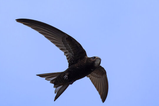 Jerzyk (Apus apus)