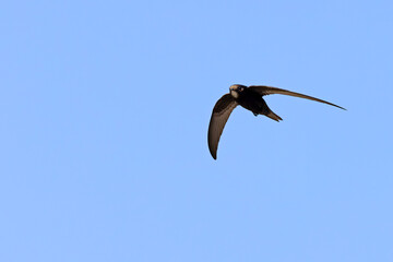 Jerzyk (Apus apus) © Grzegorz