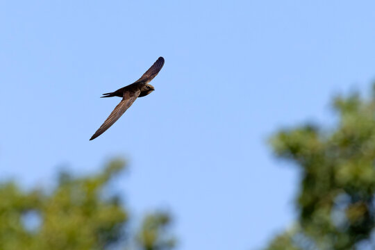 Jerzyk (Apus apus)
