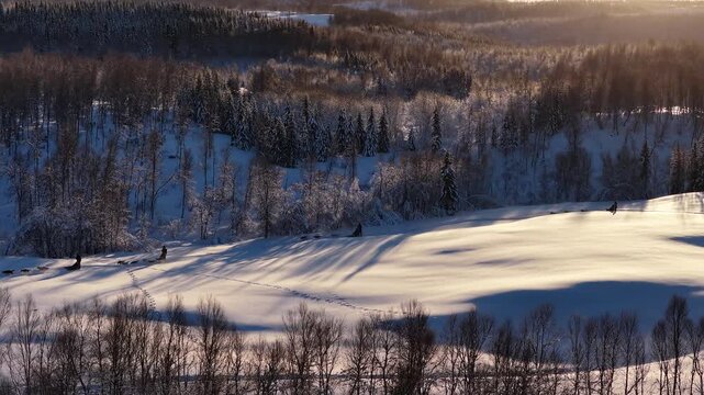Dog sledding team mushing across a vast snowy winter landscape, Norway