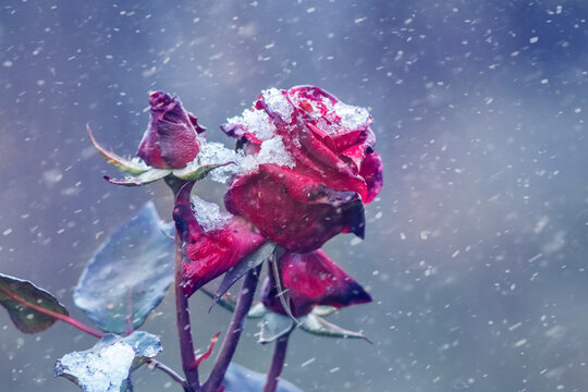 Red rose covered with first snow during snowfall in winter on blurred background