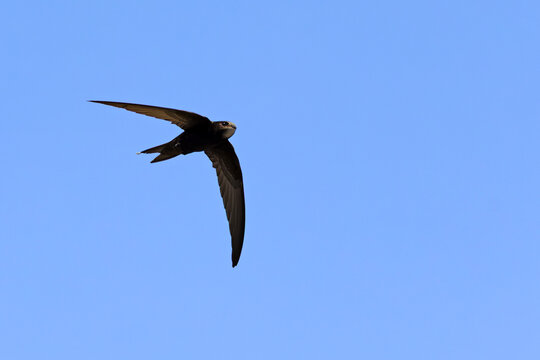 Jerzyk (Apus apus)