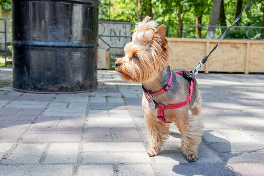 Yorkshire terrier dog on leash standing on street pavement on summer day