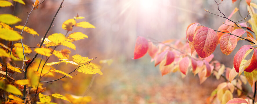 Yellow and red autumn leaves on branches illuminated by sunlight in forest