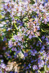 Fototapeta premium Blooming rosemary bush with honey bee among purple flowers and green aromatic leaves in sunny garden