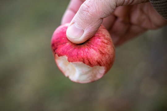 Hand holding bitten red apple close up on blurred background