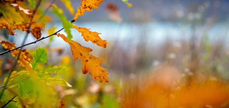 Yellow green oak leaves in autumn on branch near lake on blurred background