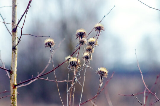 Dry prickly thistles on stems in autumn on blurred field background