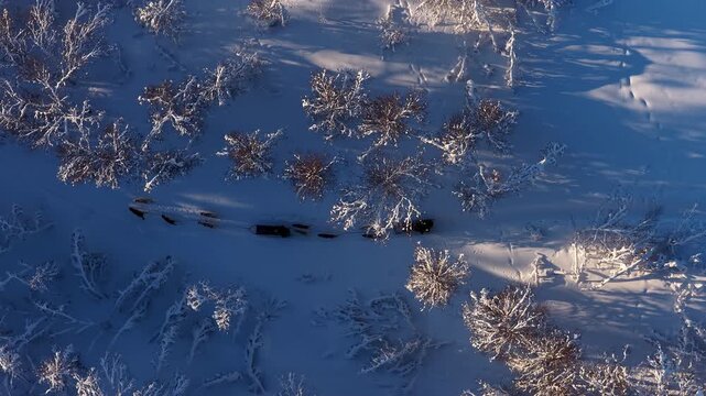 Aerial view of dog sledding team moving through snowy forest, Norway
